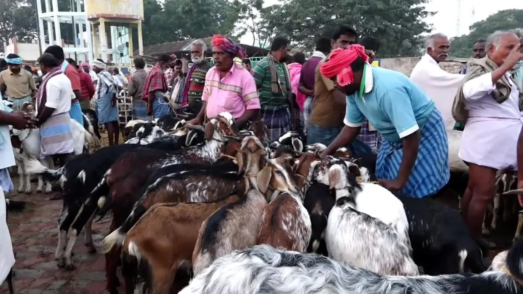  Goats sales for Rs 5 crore for Pongal Festival .. !!!!
